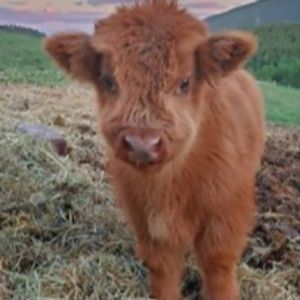 Meet your Posher, Gracie